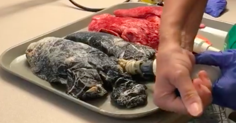 People Are Disturbed But Fascinated By This Video Showing A Smoker's Lungs