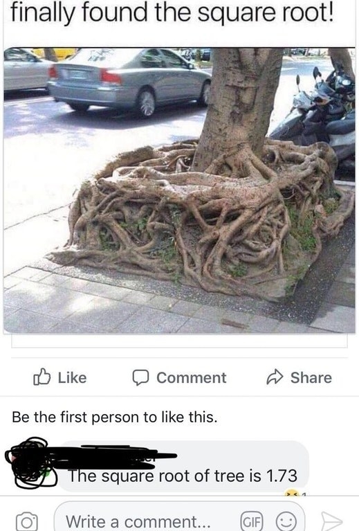 tree&#x27;s roots above ground in a perfect square