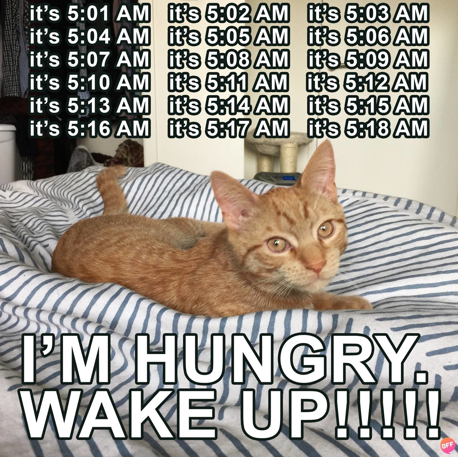 cat meme about the cat being hungry