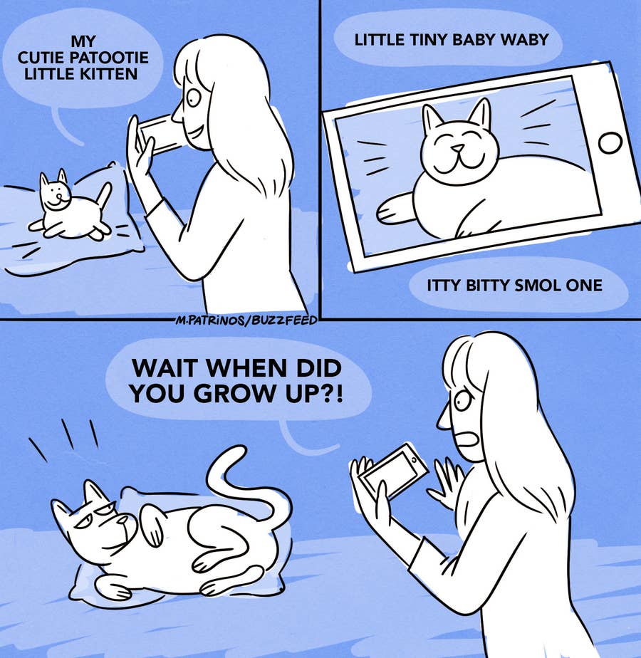 The best Meme Cats memes :) Memedroid