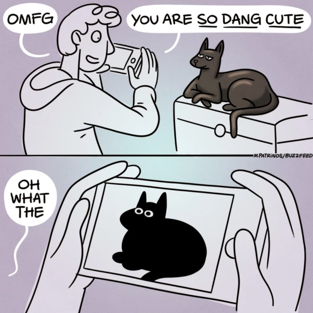 person taking a photo of a black cat