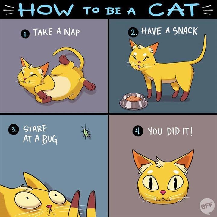 cartoon about how to be a cat