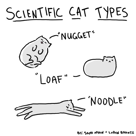 Labeled "Scientific Cat Types" with cartoon of cat on back ("Nugget"), cat lying iwth legs tucked underneath ("loaf") and cat sprawled out ("noodle")