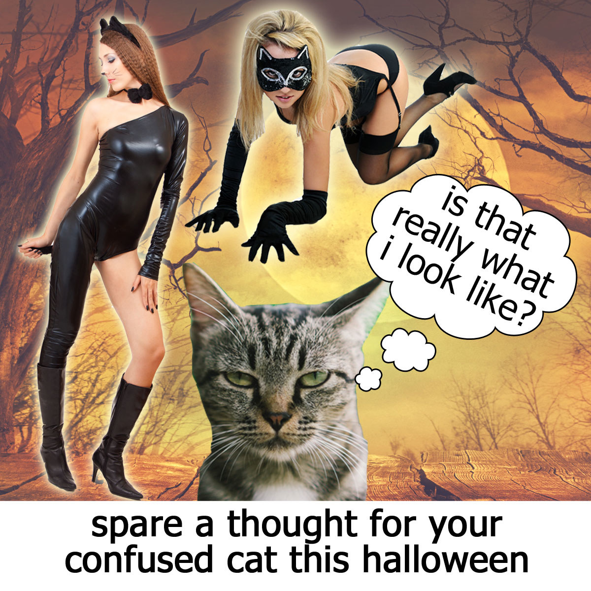 cat judging women dressed as sexy cats