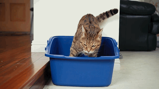 "When we were kids, my brother and I would feed our neighbors' cats when they were out of town. Somehow I convinced him that because I was the eldest brother, I had more experience in doing cat stuff, and therefore I would dutifully take care of the food and water while he picked up the cat's poop from the litter box. Feeding the cat took like five minutes, so then I'd watch MTV on our neighbors' television while my little brother continued nearly puking while cleaning up cat turds."—Tim U.