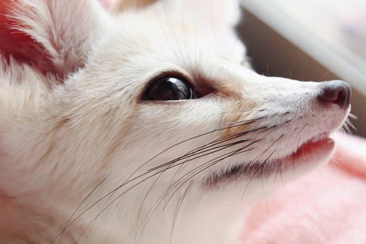 お風呂上がりの飼い主と対面するキツネの仲間 あまりの興奮ぶりに海外でも話題