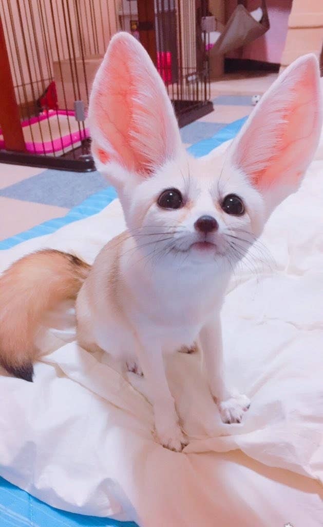お風呂上がりの飼い主と対面するキツネの仲間 あまりの興奮ぶりに海外でも話題