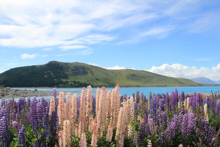 &quot;It&#x27;s the most beautiful place on earth, especially in summer when all the lupins are blooming.&quot; — missramosturner
