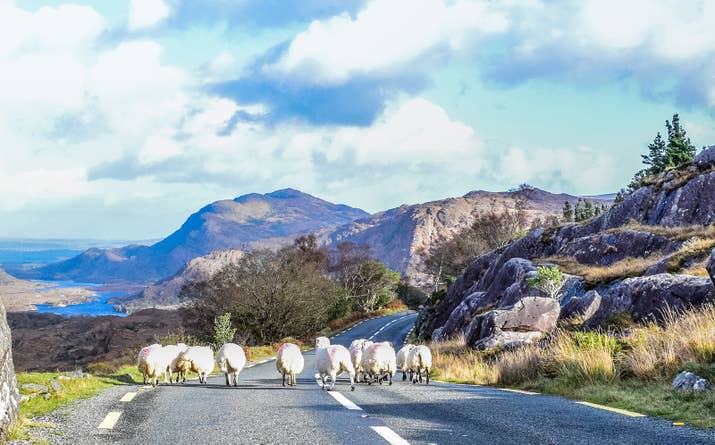 Driving this circular route is the best way to catch a glimpse of the gorgeous Irish countryside complete with lush, rolling hills, medieval castles, stone forts, beaches, and sheep farms. — souperspoons