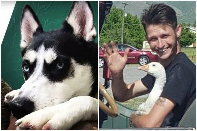 A Husky Killed 24 Animals In A Small Utah Town In Just A Few Hours Hey man, do you wanna hear a story about me? a husky killed 24 animals in a small
