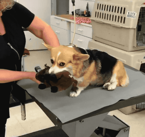 This corg who has a SUPPORT PLUSHIE!!!!!!!!!!!!!!!!