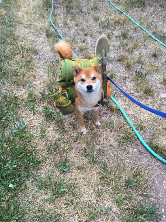 This Survivalist Shibe™ who I would def snuggle with in our bunker!