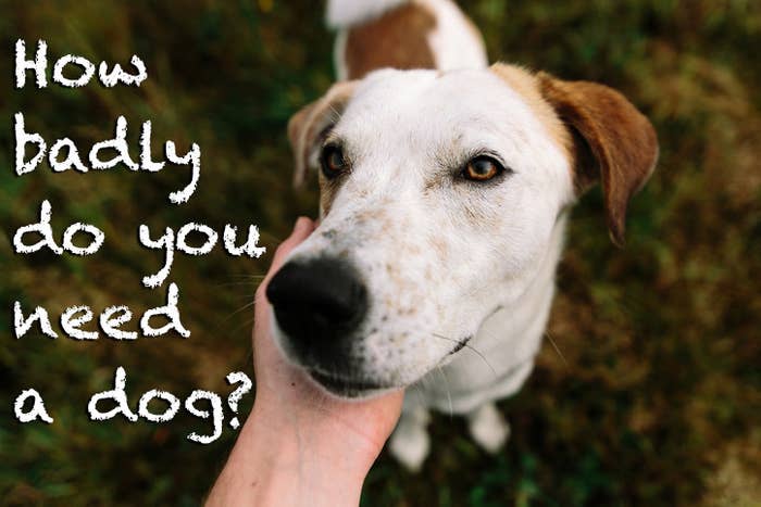 If You Ve Done At Least 20 Of These Things You Need A Dog