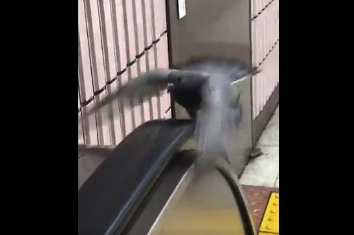 エスカレーターの手すりをバタバタ走る鳩 筋トレだ と海外でも絶賛の声 エスカレーターの手すりをバタバタ走る鳩 筋トレだ と海外でも絶賛の声