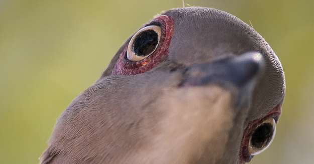 Qual tipo de rola você é?