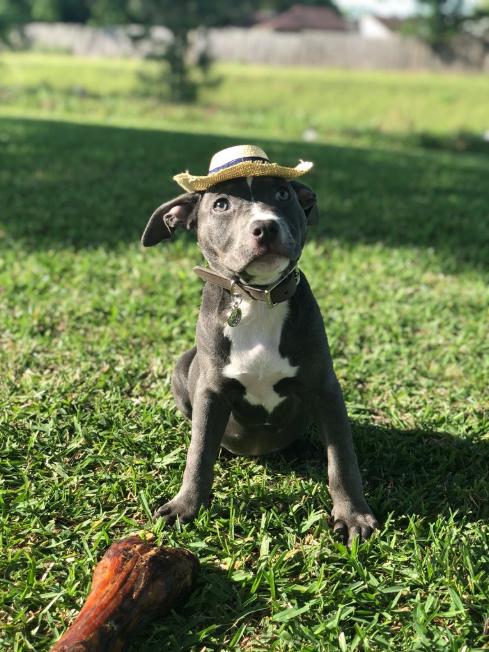 : Brown Pit Bull in American Football Blue Helmet, Dog T