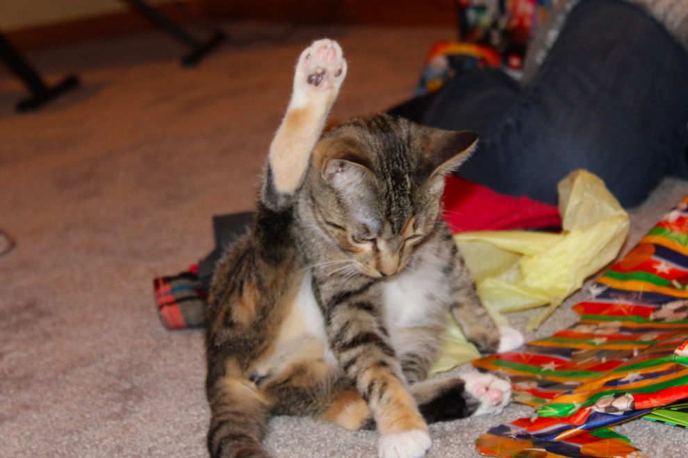 Can Your Cat Do The Foot Salute? Because If So, I Would Like To See It