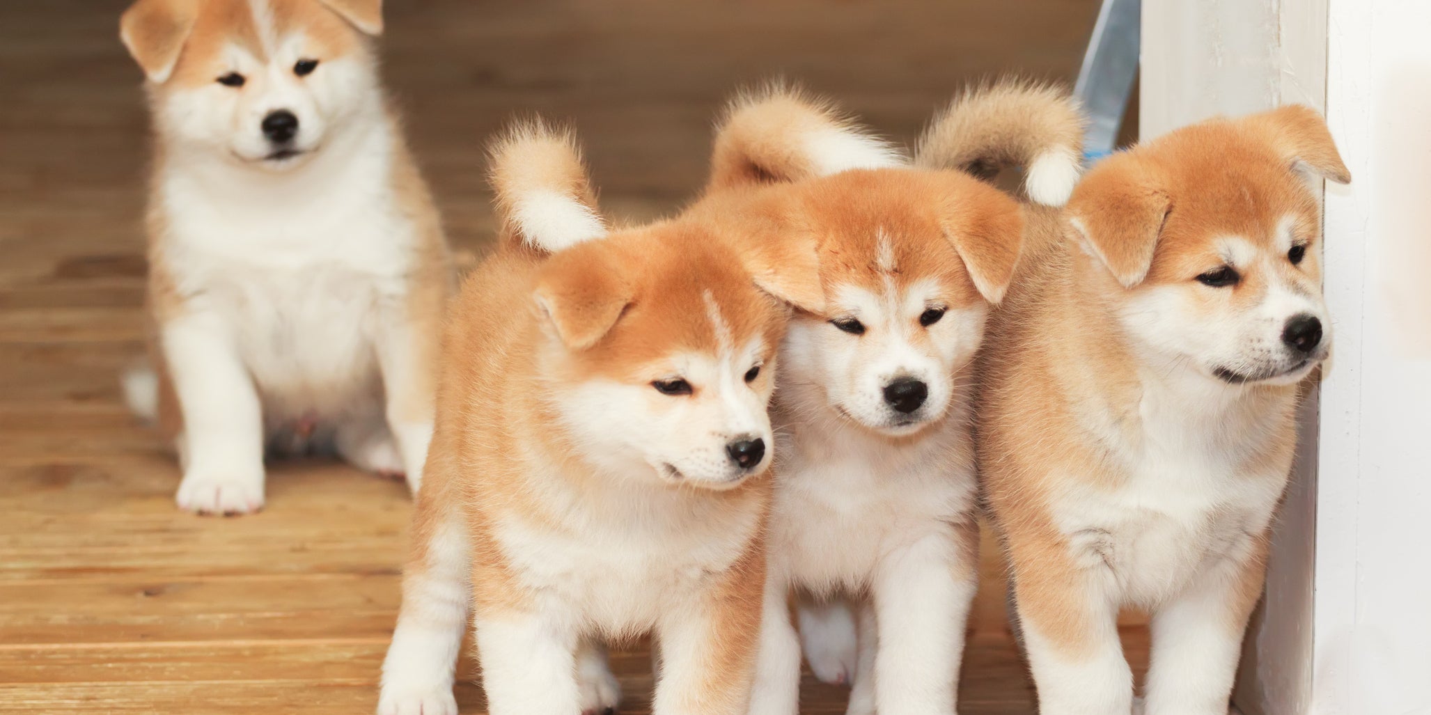 世論調査 日本で一番かわいい動物10選はこれでいい