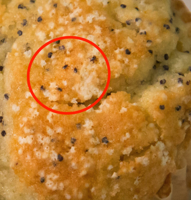 Here are the five ticks just in case you couldn't spot them in the photo. They're the poppy seeds with legs.