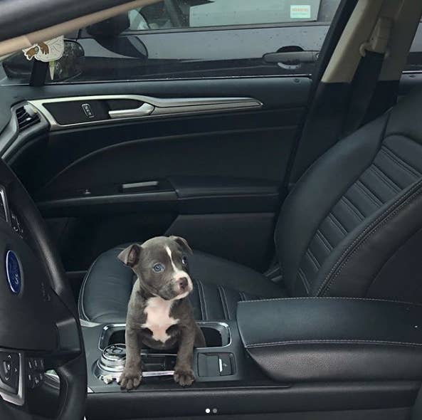 this dog wasn t allowed into a party