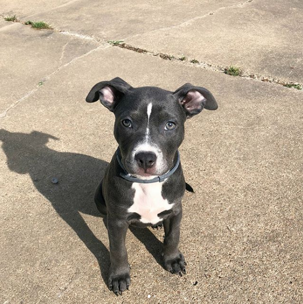 9 week discount pitbull puppy