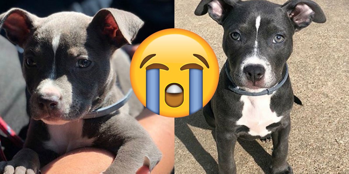 pitbull wasn t allowed into a dog party