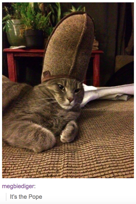 a cat wearing a slipper on its head with text from tumblr user megbiediger that reads "it's the pope"