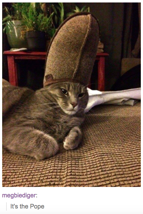 a cat wearing a slipper on its head with text from tumblr user megbiediger that reads &quot;it&#x27;s the pope&quot;