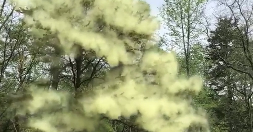 photos of tree