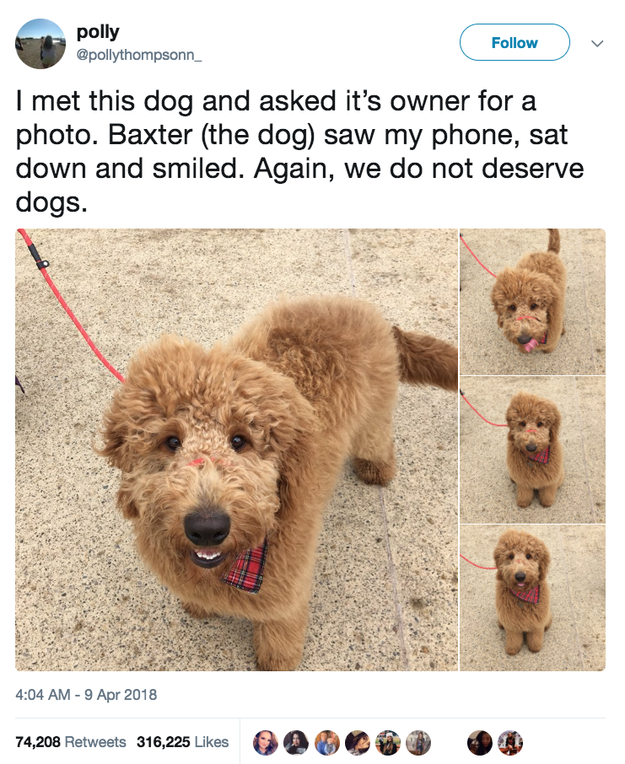 27 Absolutely Perfect Dogs Who Will Restore Your Faith In The World