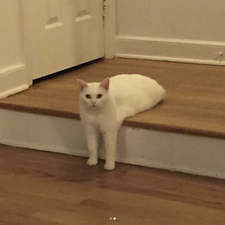 These Cute Illustrations Prove Cats Are Just Funny Little Shapes