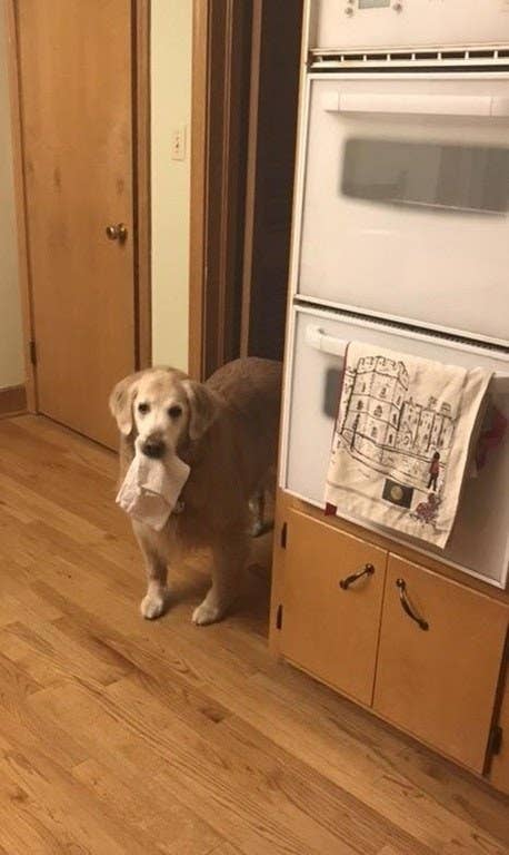 なんで犬ってこんなに可愛いのか 理解に苦しむな