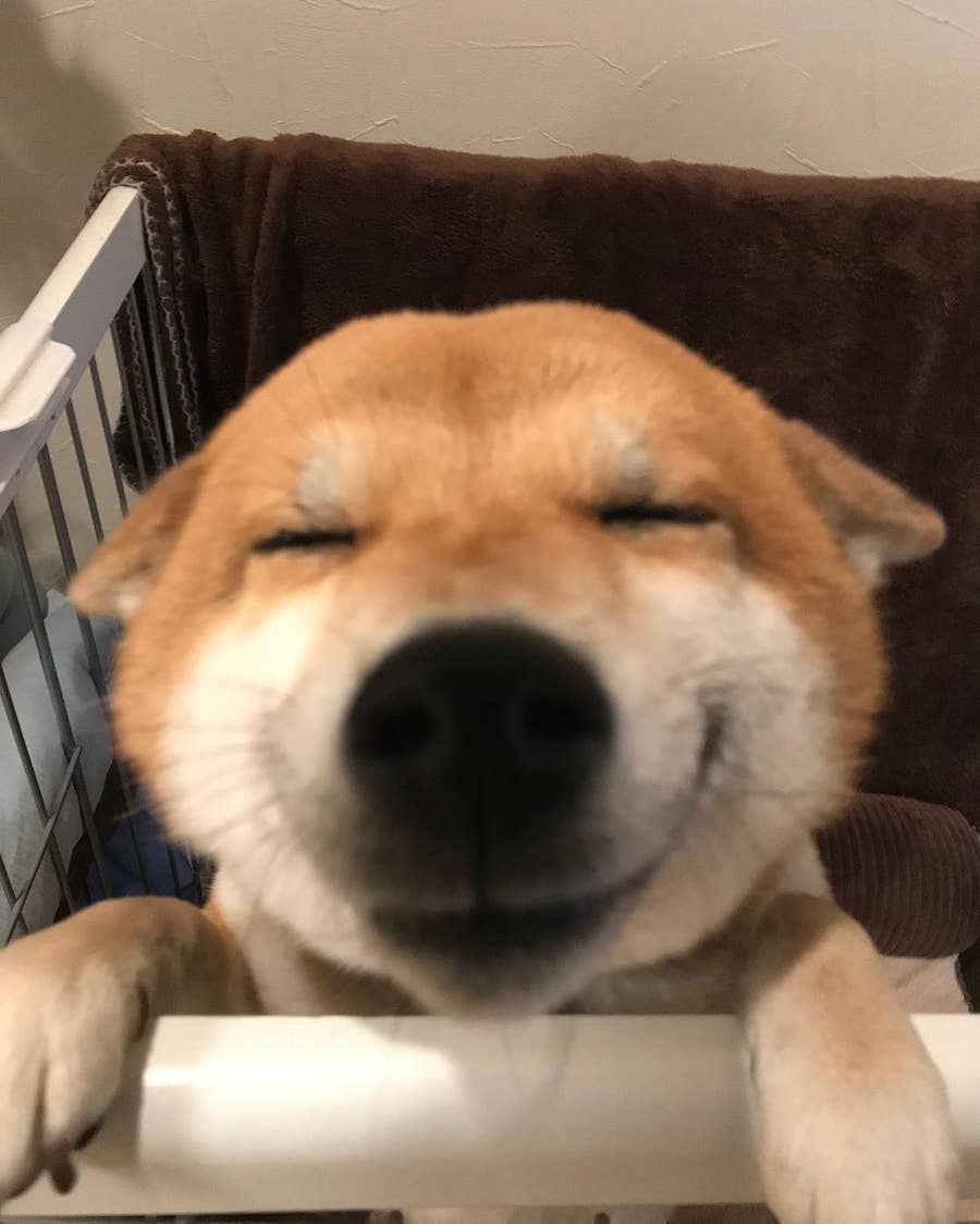 すごく幸せそうに飼い主の帰りを待つ犬が可愛すぎる