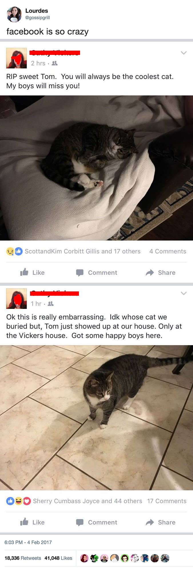Funny Cat Pictures Memes Quotes Funny Cat Fails 1 Hour