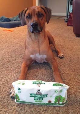 different reviewer's pic of large dog with the pack of wipes
