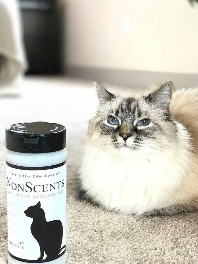 cat posing with the container of odor deodorizer