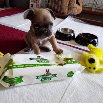 reviewer photo of puppy with the grooming wipes