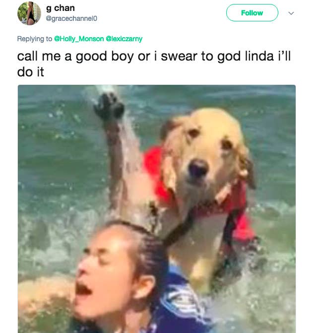 This Dog Took A Nice Day At The Lake From Zero To 100 Real Quick