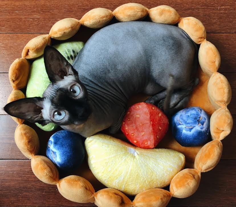 A cat inside the tart surrounded by stuffed fruit