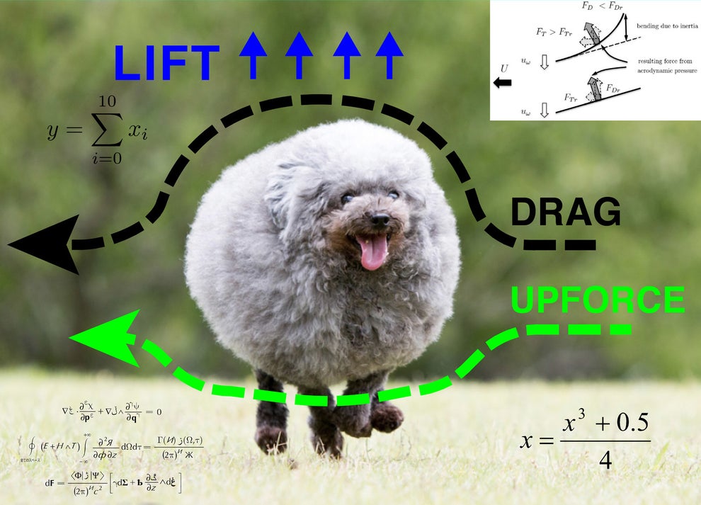 あまりにも完璧な球体の犬があらわれる