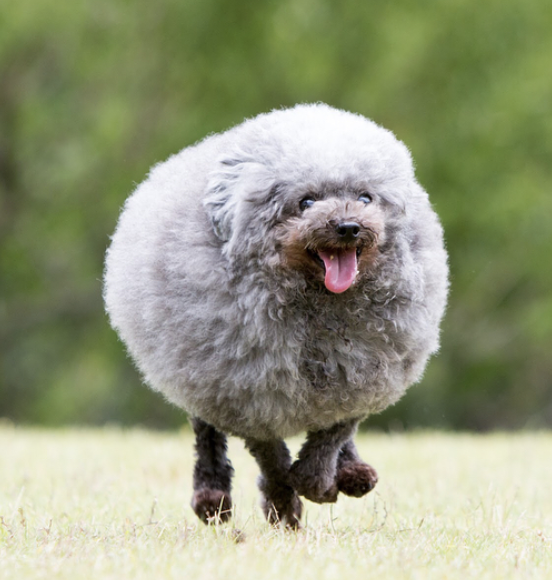 あまりにも完璧な球体の犬があらわれる