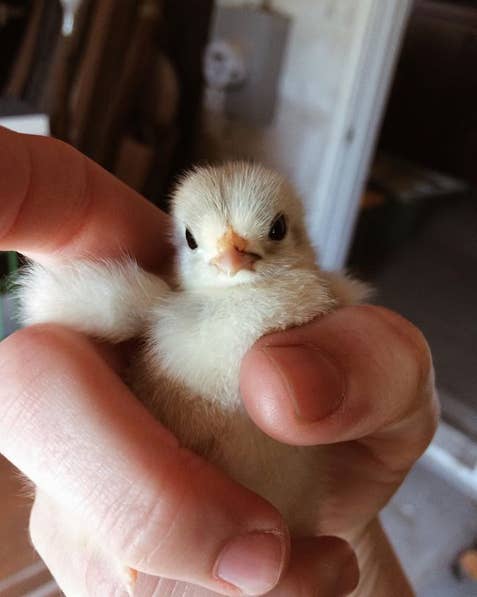 16 Of The Cutest Damn Chickens You've Ever Seen