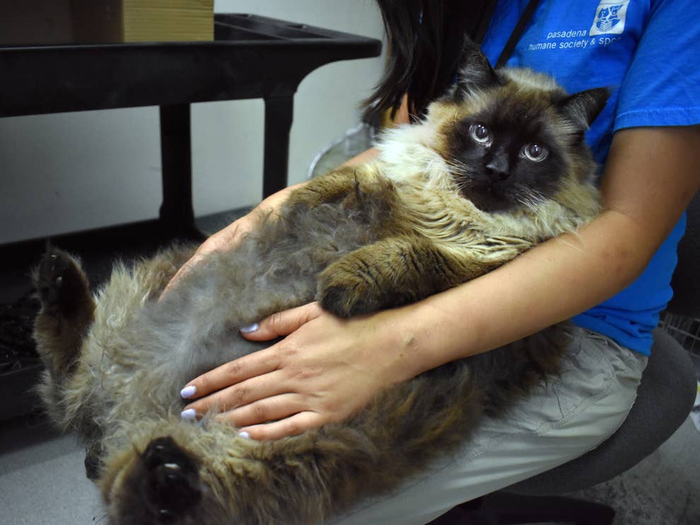 This 29 Pound Cat Is Up For Adoption And Oh My God He S So Huge
