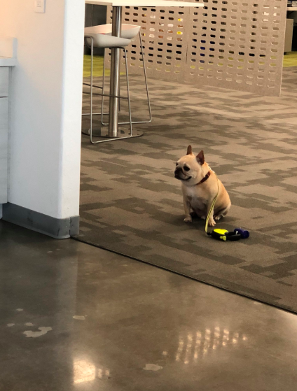 Max The French Bulldog Niners Fan