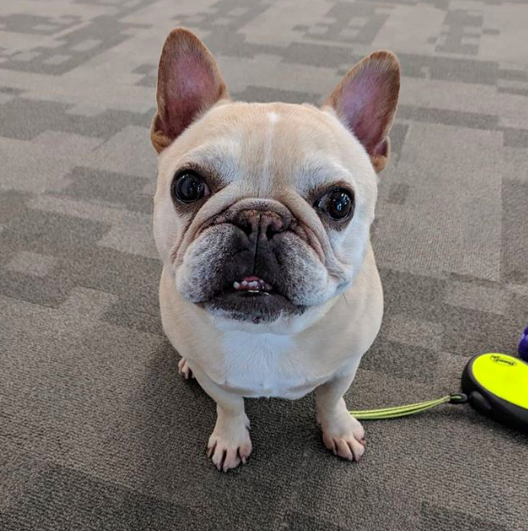 Twitter Is Obsessed With This French Bulldog Waiting Patiently Outside ...