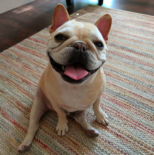 Twitter Is Obsessed With This French Bulldog Waiting Patiently Outside ...