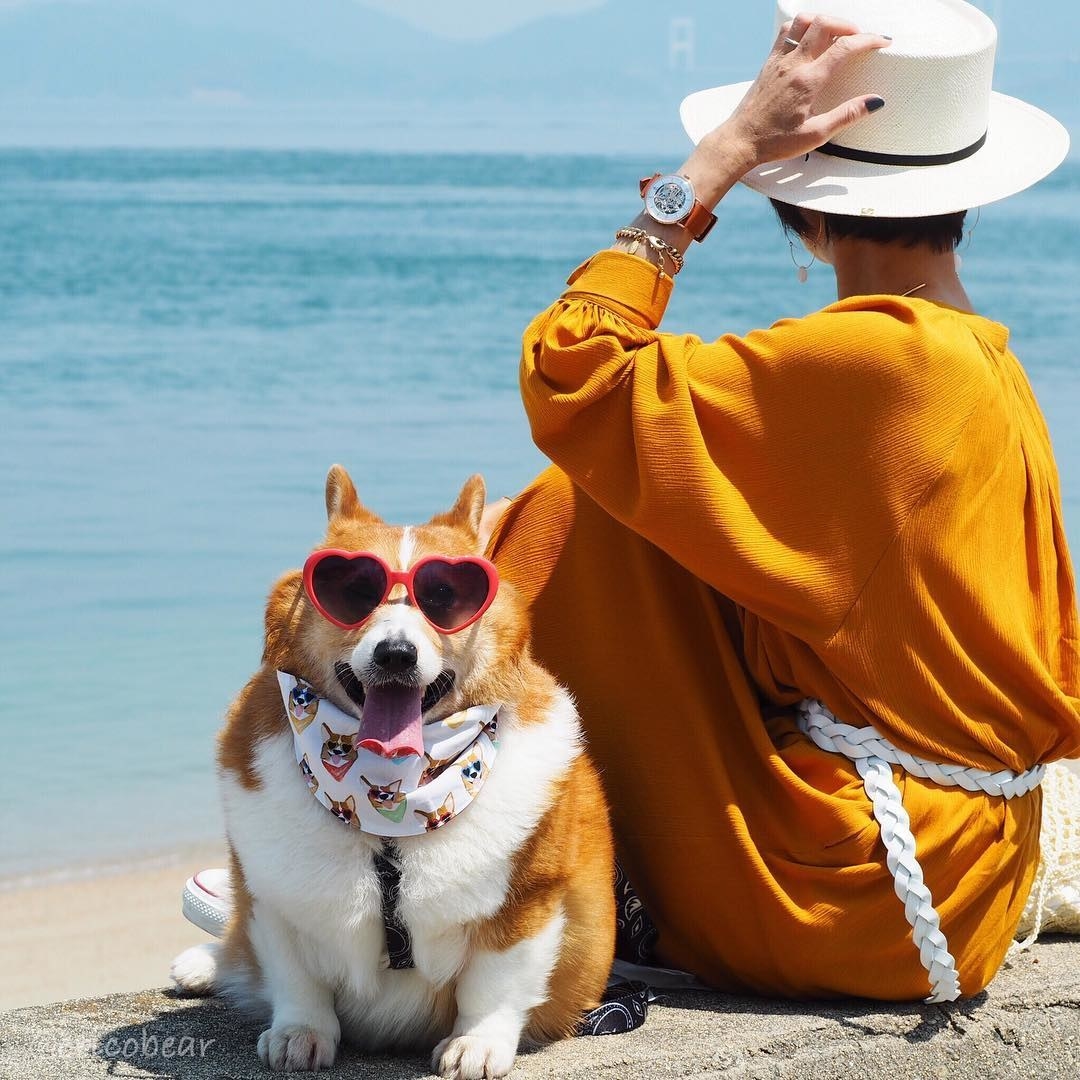 ちょっと ちょっとちょっと このコーギーが食パンすぎるんですけど