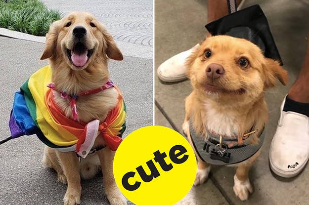 18 Golden Retrievers That Better Get A Ticket Cause They’re Going To Hollywood!