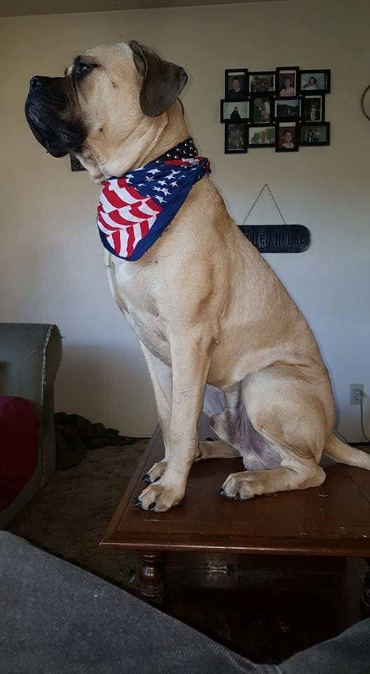 すべての人に知ってほしいこと 補助犬が飼い主と離れて歩いていたら