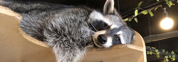 https://img.buzzfeed.com/buzzfeed-static/static/2018-06/22/12/campaign_images/buzzfeed-prod-web-05/theres-literally-a-raccoon-cafe-in-seoul-korea-an-2-30472-1529683232-2_dblwide.jpg